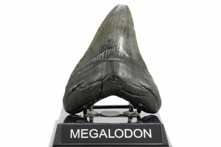 Fossil Megalodon Tooth - South Carolina #362430